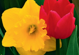 DK Tulpen
