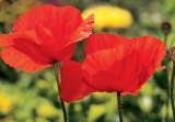GC poppies