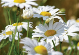 GC daisies