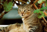 PK Katzen 24