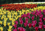 PK Tulpen 19
