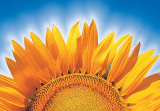 GC sunflowers