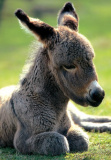 GC donkey