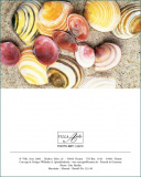 MK Muschelschalen 99