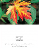 MK Blatt fuer Blatt 99