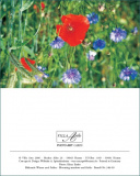 MK Bluehende Wiesen 99