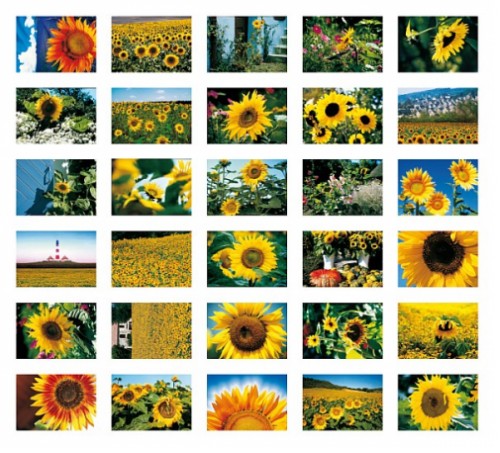 Postkarten-Buch Sonnenblumen Blume Nutzpflanze Landschaft Postcrossing ADMOS 