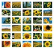 PCB Sunflowers