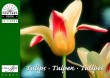 PCB Tulips