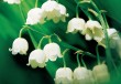 GC lily of the valley