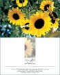 MK Sonnenblumen 97