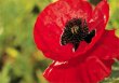 MK Mohn 99