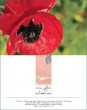 MK Mohn 99