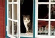 MK Katze im Fenster