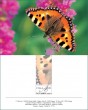 MK Schmetterling