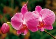 MK Orchideen 35