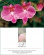 MK Orchideen 35