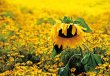 GC sunflowers