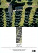 DK Lavendel