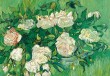 GC Van Gogh; rosebush