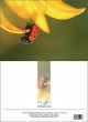 GC Symbols of luck - ladybug