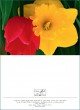 GC tulips
