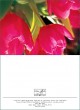 DK Tulpen