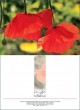 DK Mohnblüten