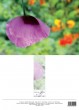DK Mohnblüte