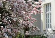 GC magnolia