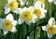GC Daffodils
