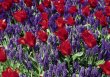 PK Tulpen 26
