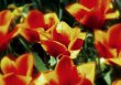 PK Tulpen 27