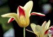 PK Tulpen 29