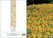 GC sunflowers