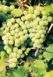 GC grapes