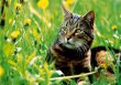 MK Katze im Gras